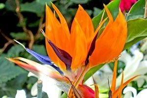 agbirdofparadise2