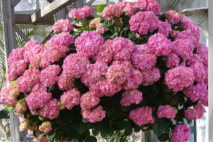 agbouquet